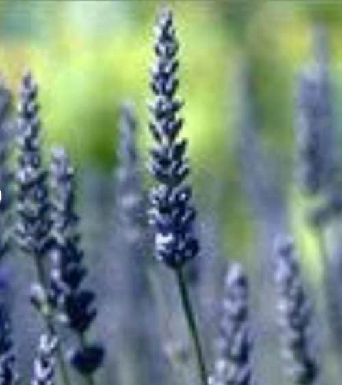 Lavender angustifolia, Super Blue, lavender for sale, lavender plant, sale, Blackthorn Lavender, West Virginia