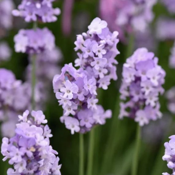 lavender for sale, lavender plant, sale, Blackthorn Lavender, West Virginia