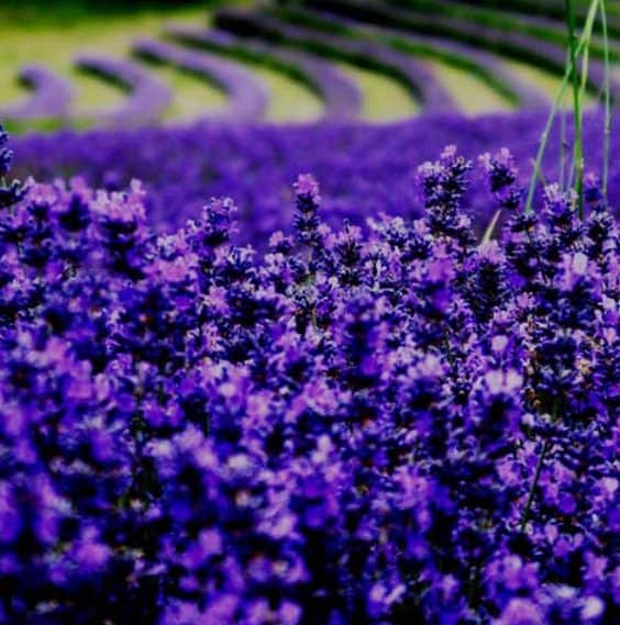 lavender for sale, lavender plant, sale, Blackthorn Lavender, West Virginia