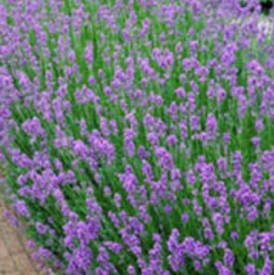 Lavender angustifolia, Super Blue, lavender for sale, lavender plant, sale, Blackthorn Lavender, West Virginia