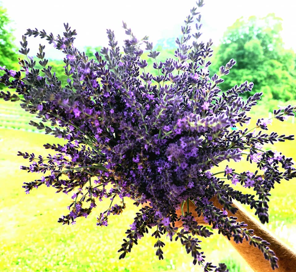 Blackthorn Lavender bundle Farm Tour