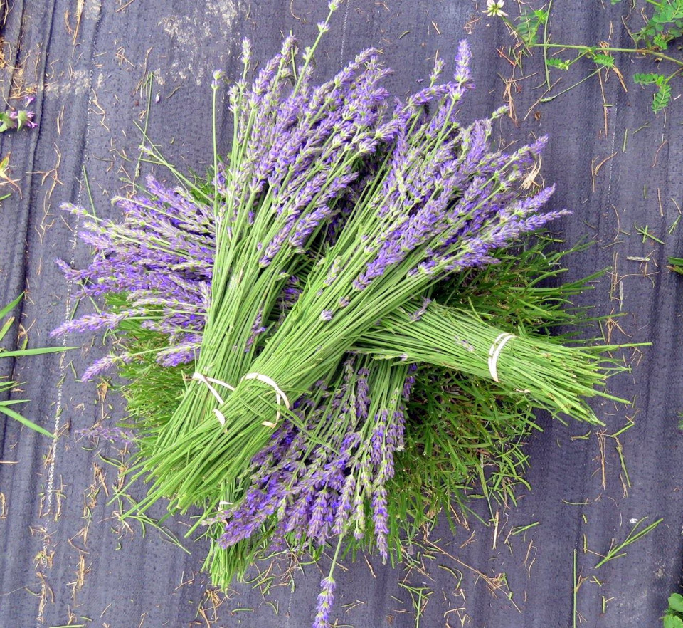 Lavender Bundles Plants - Blackthorn Lavender West Virginia 4